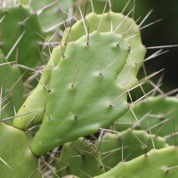 Opuntia monacantha Haw.